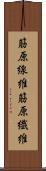 筋原線維 Scroll