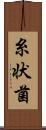糸状菌 Scroll