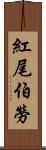 紅尾伯勞 Scroll