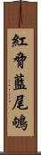 紅脅藍尾鴝 Scroll