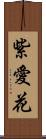 紫愛花 Scroll