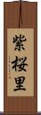 紫桜里 Scroll