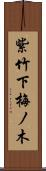 紫竹下梅ノ木 Scroll