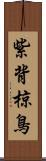 紫背椋鳥 Scroll