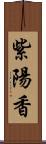 紫陽香 Scroll