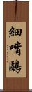 細嘴鷗 Scroll