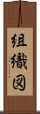 組織図 Scroll