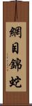 網目錦蛇 Scroll
