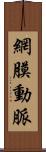 網膜動脈 Scroll