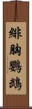 緋胸鸚鵡 Scroll