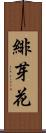 緋芽花 Scroll