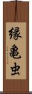 縁亀虫 Scroll