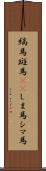 縞馬;斑馬(rK);しま馬;シマ馬 Scroll