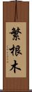 繁根木 Scroll