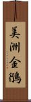 美洲金鴴 Scroll