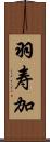 羽寿加 Scroll