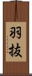羽抜 Scroll