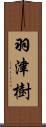 羽津樹 Scroll