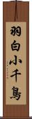 羽白小千鳥 Scroll