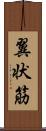 翼状筋 Scroll