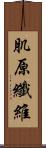 肌原纖維 Scroll