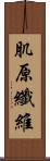 肌原纖維 Scroll