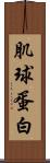 肌球蛋白 Scroll