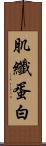 肌纖蛋白 Scroll