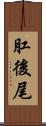 肛後尾 Scroll