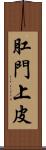 肛門上皮 Scroll