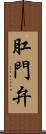 肛門弁 Scroll