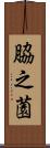 脇之薗 Scroll