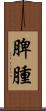 脾腫 Scroll