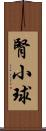 腎小球 Scroll