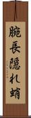 腕長隠れ蛸 Scroll