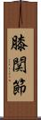膝関節 Scroll