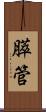 膵管 Scroll