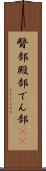 臀部 Scroll