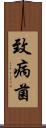致病菌 Scroll