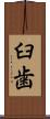 臼歯 Scroll