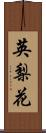 英梨花 Scroll