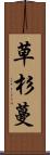 草杉蔓 Scroll