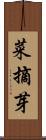 菜摘芽 Scroll