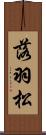 落羽松 Scroll