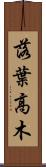 落葉高木 Scroll