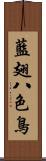 藍翅八色鳥 Scroll