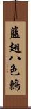 藍翅八色鶇 Scroll