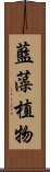 藍藻植物 Scroll