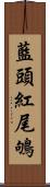 藍頭紅尾鴝 Scroll