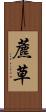 藨草 Scroll